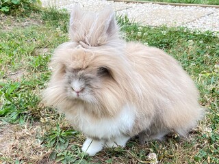 white rabbit on grass