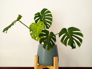 Closeup, monstera nature green leaf in grey vase white wall for background design or decoration illusration, tropical plant, summer flora, coffee shop © Apichai