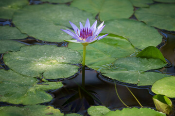 purple lotus flower in a pond is perfect for adding a touch of nature and serenity to any project. The flower is in full bloom, with its delicate petals unfurling gracefully, peace and tranquility