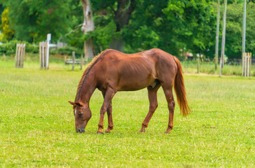 Fototapeta premium Beautiful brown pony grazing in a field majestic animal