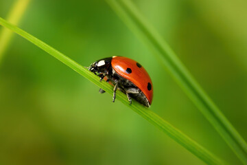 Siebenpunkt Marienkäfer (Coccinella septempunctata) auf einem Grashalm in niedriger Seitenansicht - Baden-Württemberg, Deutschland