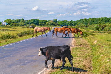 Animals in the road ponies and cow the New Forest National Park Hampshire England Uk beautiful park where wildlife roams free