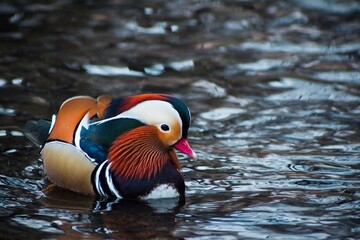 Mandarin duck swimming in the river
