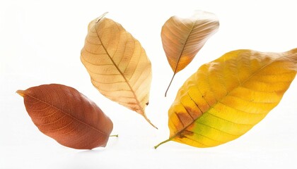 Multiple Fallen Leaves Mid-Air on White Background