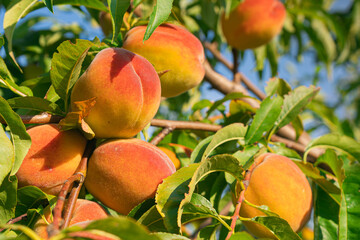 fresh and juicy peach growing on a peach tree branch