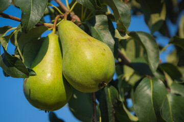 fresh and juicy pear ripening on a pear tree branch