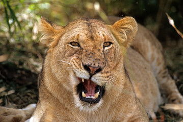 Lion, lionne, femelle, Panthera leo, Parc national du Serengeti, Tanzanie