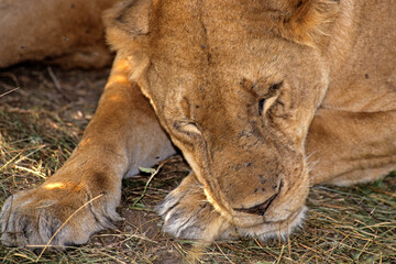 Lion, lionne, femelle, Panthera leo, Parc national du Serengeti, Tanzanie