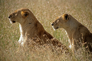 Lion, jeune, Panthera leo, Masai Mara, Kenya