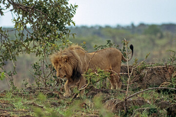 Lion, male, Panthera leo, Tanzanie