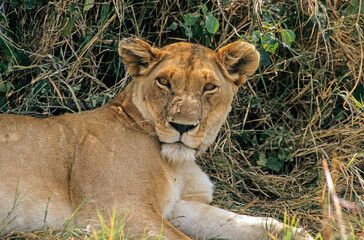 Lion, lionne, femelle, Panthera leo, Parc national du Serengeti, Tanzanie