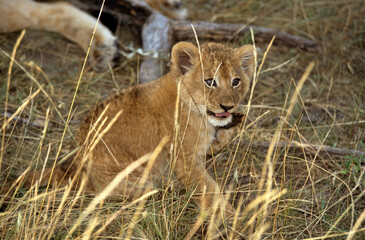 Lion, jeune, Panthera leo, Masai Mara, Kenya
