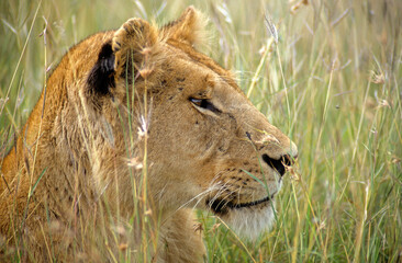 Lion, lionne, femelle, Panthera leo, Parc national du Serengeti, Tanzanie