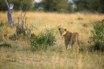 Lion, lionne, femelle, Panthera leo, Parc national du Serengeti, Tanzanie