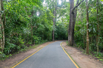 Road in rainforest national park in Thailand.	