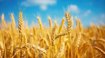 Fototapeta premium Kansas wheat field with blue sky