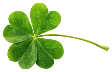 PNG A green clover leaf plant.