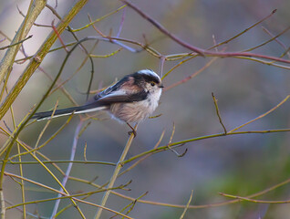 long-tailed tit on a branch, long-tailed lit on a tree
