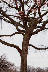 tree in winter, Central Park, NYC
