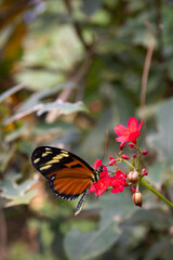 butterfly on pink flower