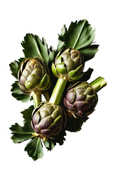 Obraz premium delicious Artichoke isolated on white background