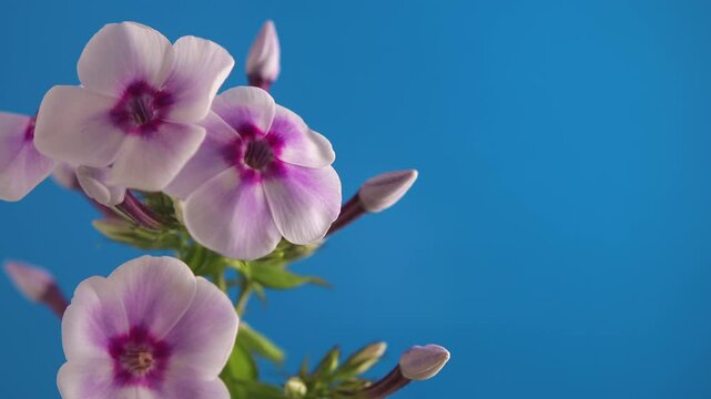 Close-up video of delicate pink and white flowers phlox with purple centers against a vibrant blue background. The blossoms gently sway, creating a soothing and peaceful scene