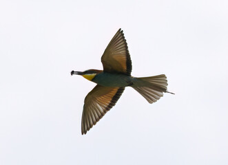 Obraz premium bee eater in flight, Bee-eater in flight, bird in flight, colorful bird
