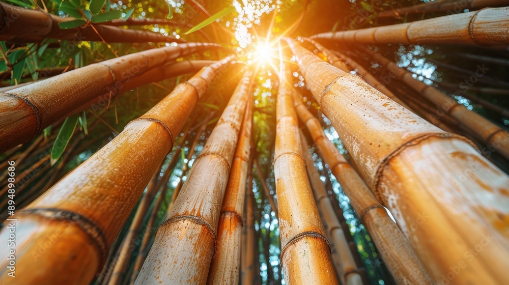 Poster low-angle view of a dense bamboo grove with golden sunlight streaming through, casting warm light an
