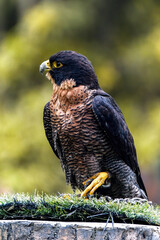 Peregrine falcon (Falco peregrinus)