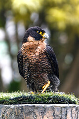 Peregrine falcon (Falco peregrinus)