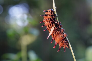 Troides aeacus is eating plant leaves.