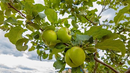 Close-up of green apples hanging from a tree