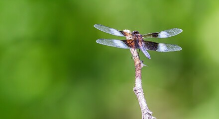 dragonfly on a branch