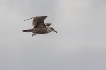 seagull in flight