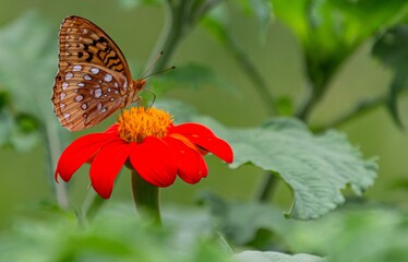 butterfly on flower