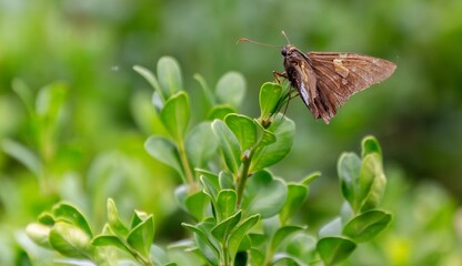 Fototapeta premium butterfly on a flower