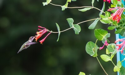 red and green leaves