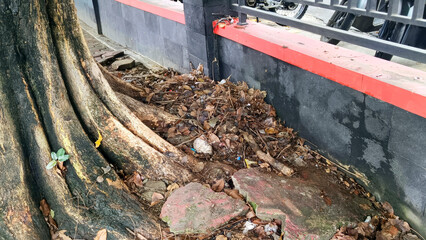 The roots of a large banyan tree