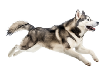 Husky in active agile jumping pose on isolated background