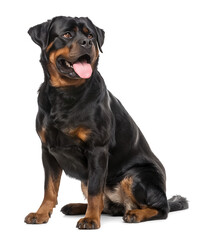 Fototapeta premium Cute Rottweiler dog with tongue out in sitting position