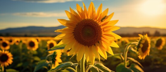 Obraz premium Golden Sunflower Field at Sunset
