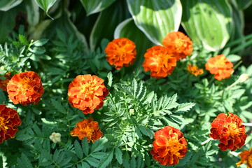 Orange Marigold Flowers