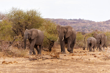 Fototapeta premium Elephant herd walking in Mashatu Game Reserve in the Tuli Block in Botswana.