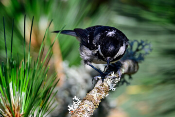 Tannenmeise // Coal tit (Periparus ater) 