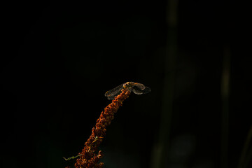 dragonfly on a plant in the dark sunset light.