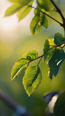 Close-Up of Tree Leaf with Dew - Stunning Natural Beauty.Social media history background