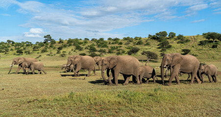Elephant herd walking in Mashatu Game Reserve in the Tuli Block in Botswana.
