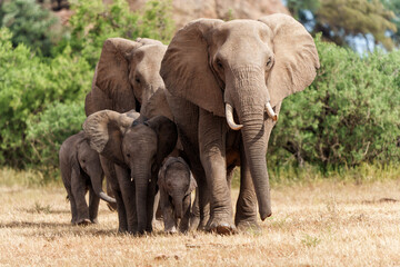 Elephant herd walking in Mashatu Game Reserve in the Tuli Block in Botswana.