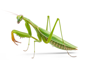 Praying mantis side view on isolated background