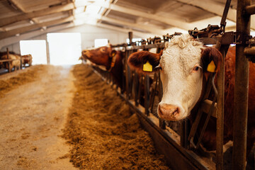 Close-up of a white and brown cow muzzle with identification tags in a closed cowshed. Pets are eating hay in the barn. Dairy cows on the farm. Cattle. © Dasha Petrenko